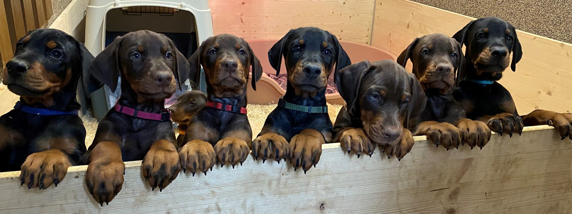 Welpen des Tiroler Dobermann Klub in der Wurfkiste